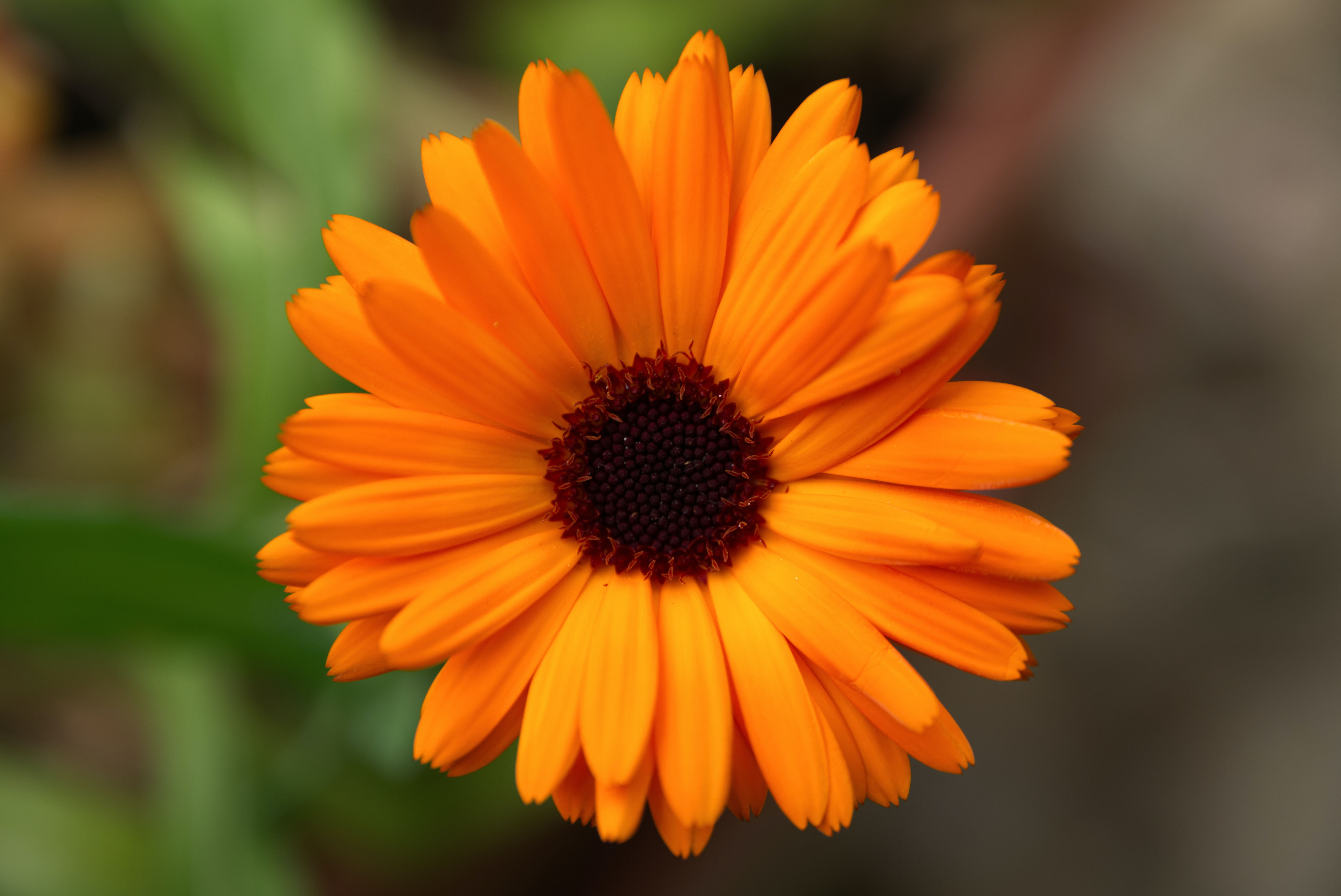 Crema de calendula