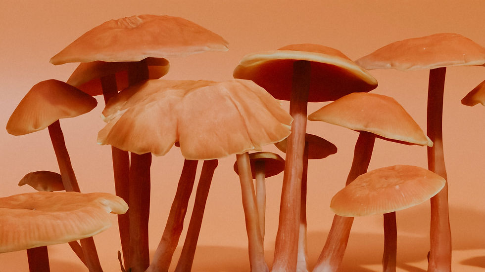 Mushrooms Sitting In Kitchen