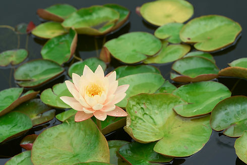 Image de Nora Jane Long