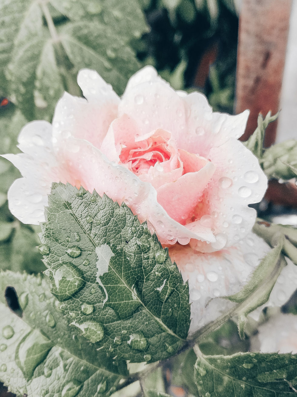 Thumbnail: Travel Size Hydrating Rose Water Facial Toner