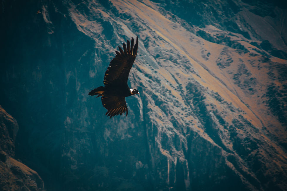 condor andino