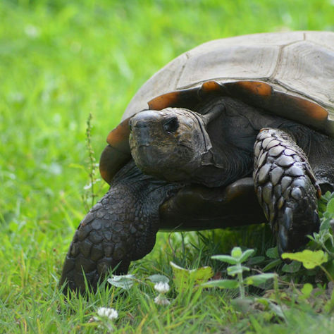 The Tortoise and the Hare by Jim Stovall