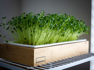 From Tiny Seeds to Super Greens: A Beginner's Guide to Growing Microgreens at Home