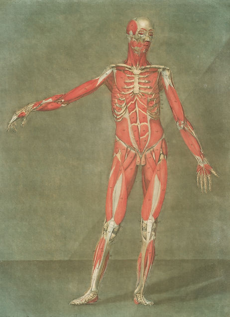 Human anatomy highlighting areas affected by chronic inflammation.