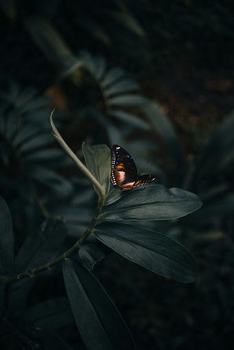 Image by Arun Clarke