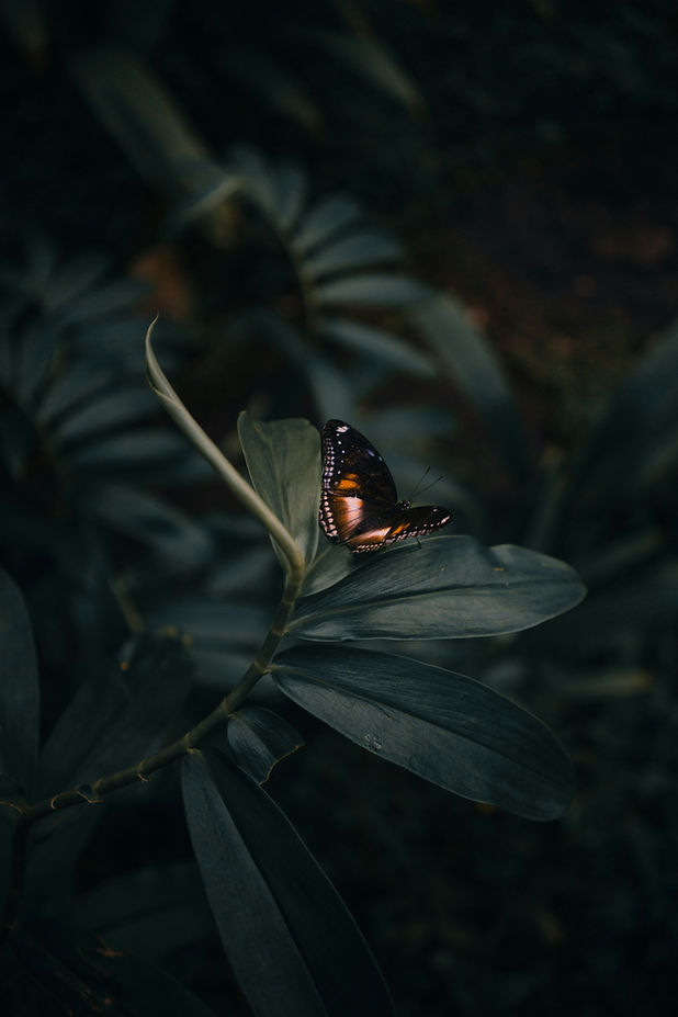 Image by Arun Clarke