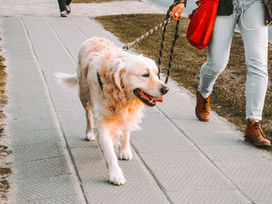 Why Consistent Dog Walking Is More Important Than Long Walks
