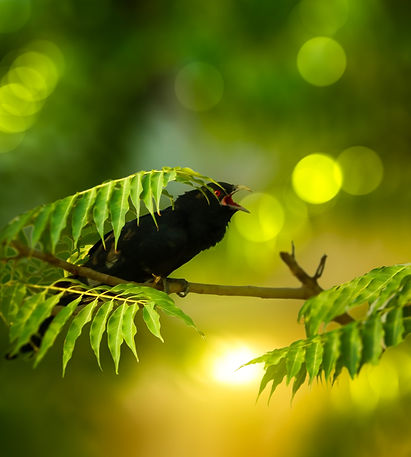 Image by Harsh Aryan