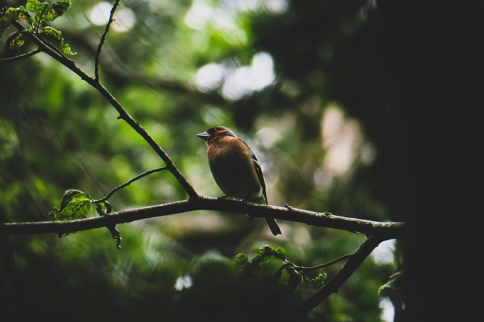 A small bird perches on a branch in a lush green forest. Soft light filters through leaves, creating a peaceful and serene atmosphere.