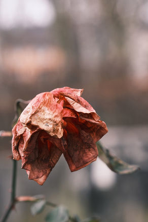 Navigating Grief: The Day My Dad Died