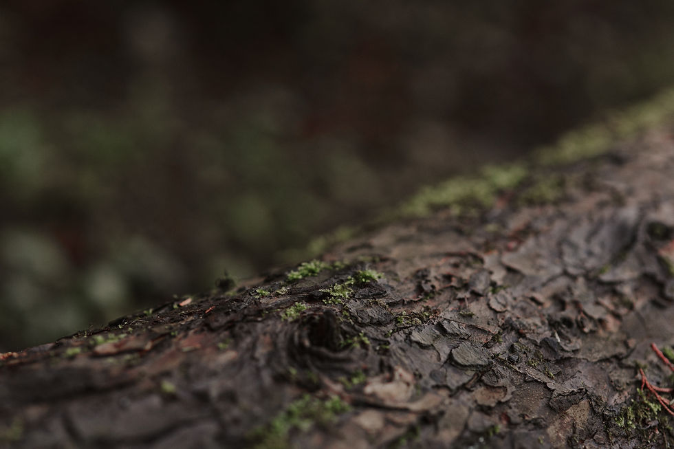 Image by Dani Buckle