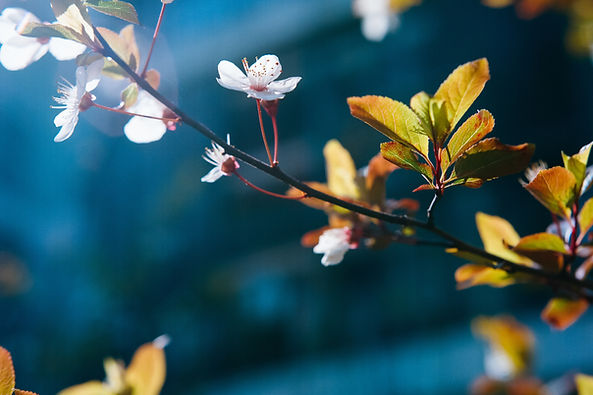 Image by Derek Lee