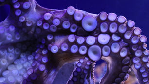 Opinion: Should octopus farming be off the menu?