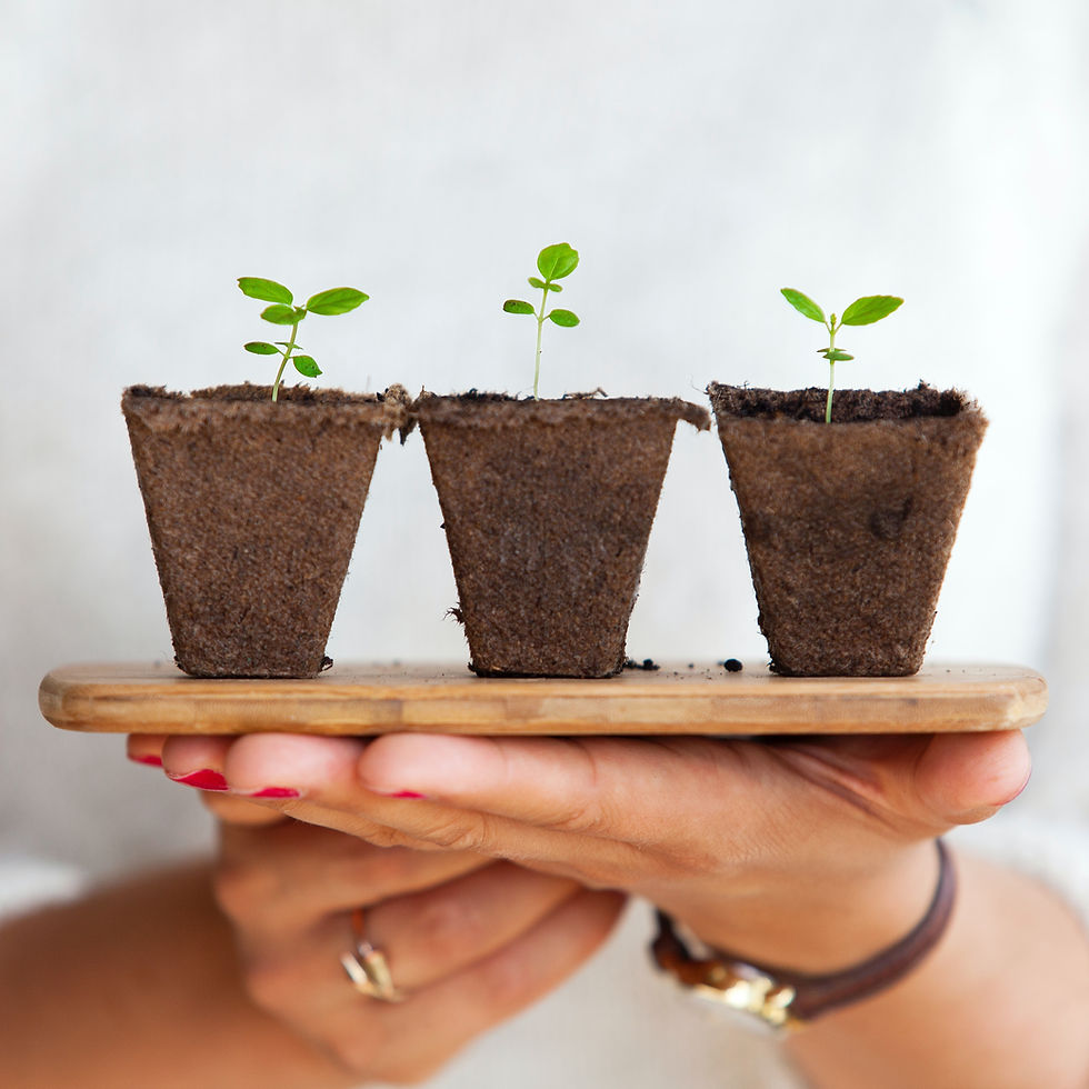 Hands hold three small potted seedlings on a wooden tray, against a blurred white background. The mood is calm and nurturing.