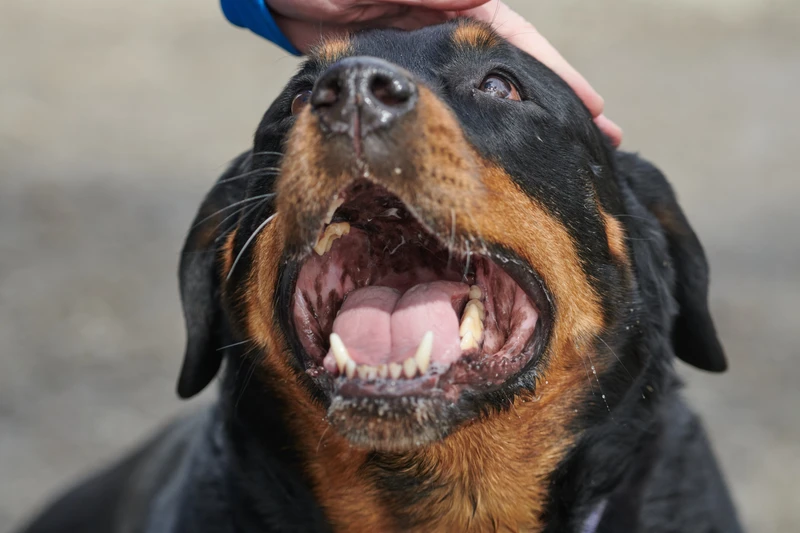 A rottweiller being patted on the head, whilst holding his mouth open