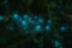 Glowworms in New Zealand bring a bit of magic