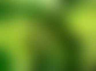 Brocoli : Un Petit Légume Vert aux Pouvoirs Exceptionnels