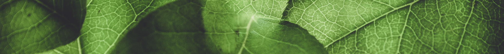 Image by Annie Spratt