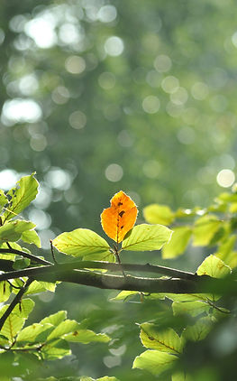 Image by Frank Oosterbaan
