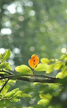 Image by Frank Oosterbaan