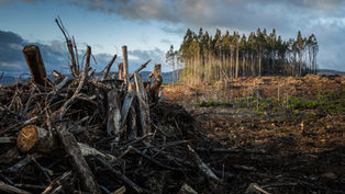 When Heat and Habitat Loss Collide: The Double Threat Facing Wildlife