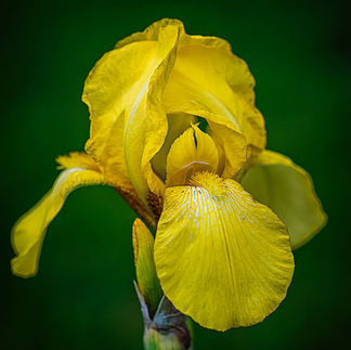 Iris, Bearded 'Harvest of Memories'- Iris, Bearded 'Harvest of Memories'