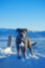 Cane Corso