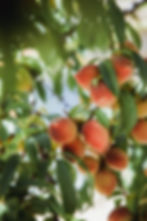 PEACH DAIQUIRI