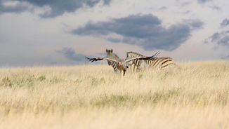 Bloemfontein jet & aircraft charter