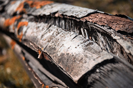 birke-riss-im holz