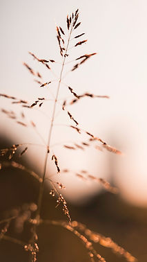 Image by Brendan Stephens