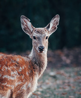 Image by Benjamin Raffetseder