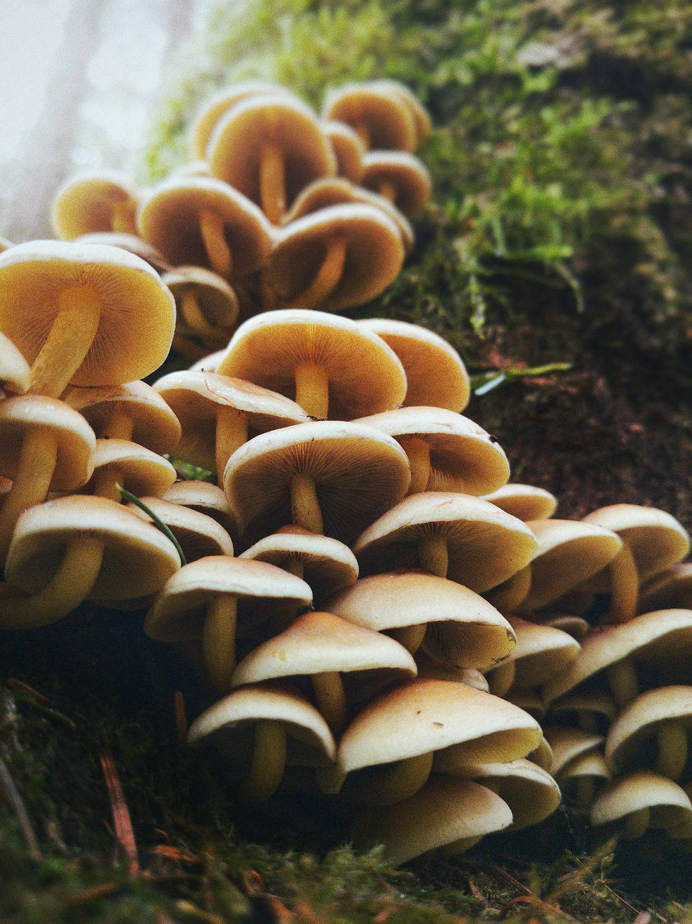 beige mushrooms growing on tree
