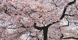 CEO Kenneth Hines presents at University of Washington School of Business Annual Accounting Ethics Conference