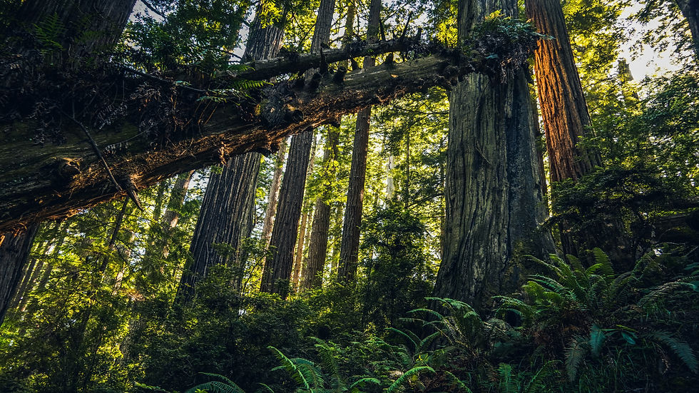 Mendocino Redwoods forest. Fallen tree.
