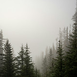 Image by Tim Umphreys