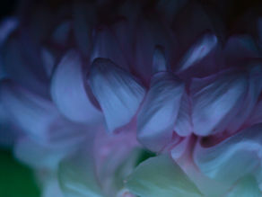 Close-up of soft pink petals with blue lighting, creating an ethereal mood. Dark background contrasts the delicate flower detail.