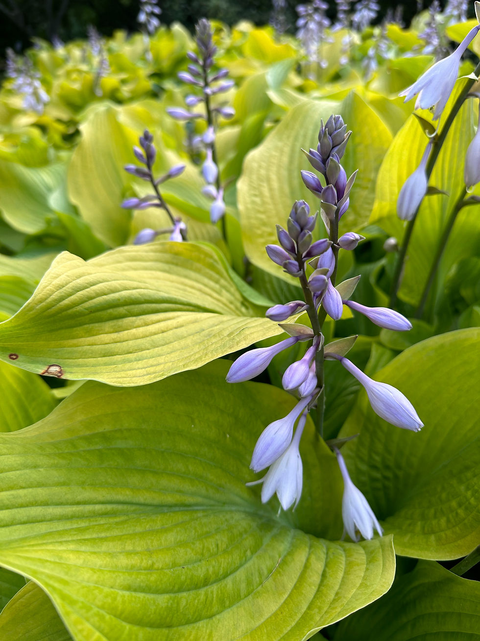 All About Hostas