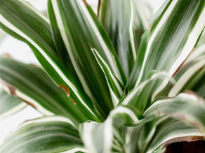 DRACAENA DEREMENSIS