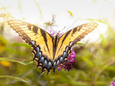 Metamorphose