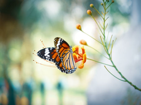 Butterflies in my stomach! Is there a gut-brain connection?