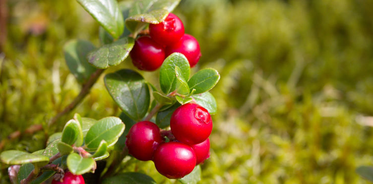Fresh frozen lingonberries_Vaccinium Vitis-idaea_7