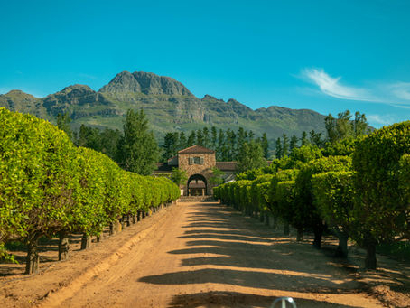 A farm in Stellebosch, South Africa, with a backdrop of mountains and a brick building in the distance