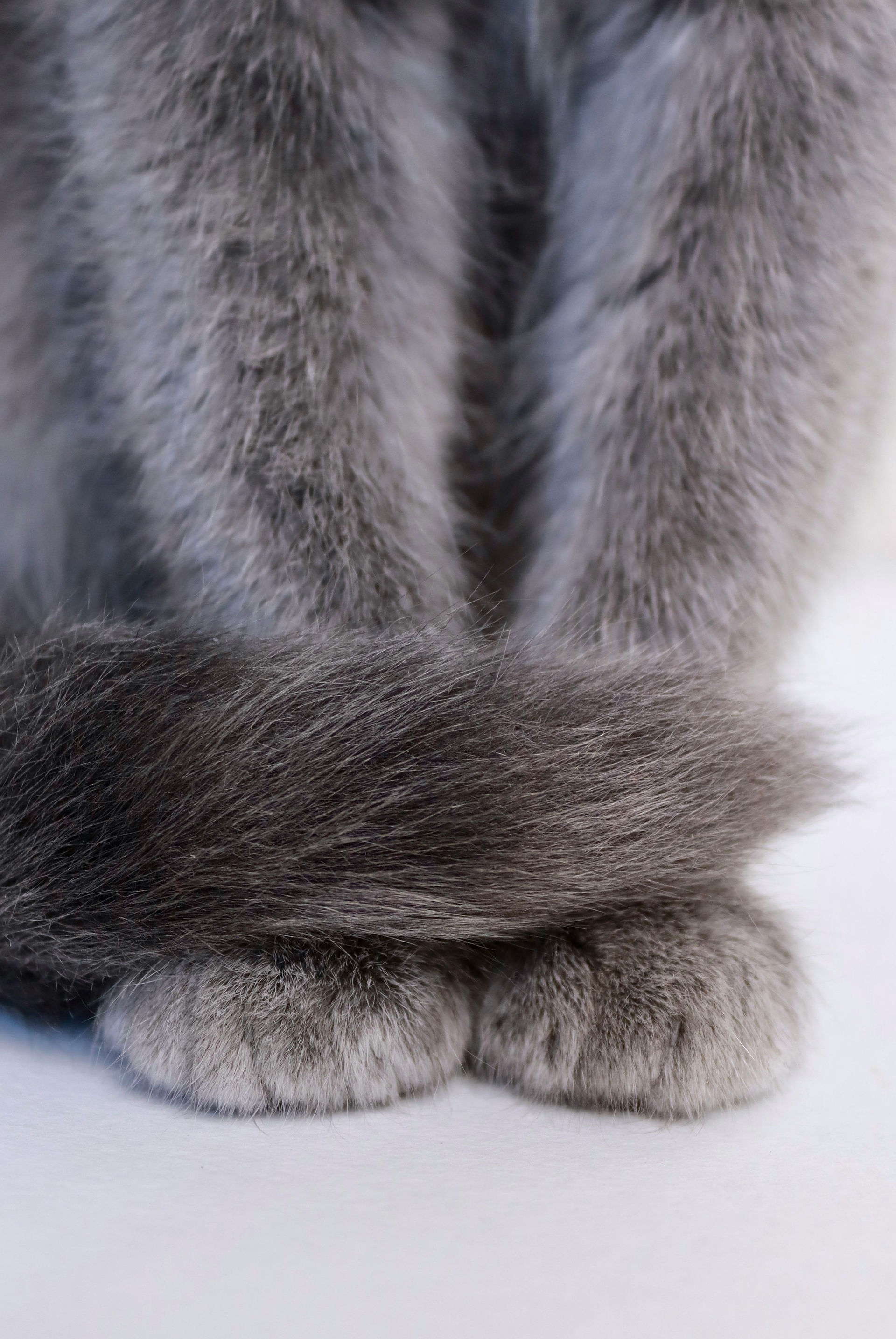 blue british shorthair closeup, front paws and tail