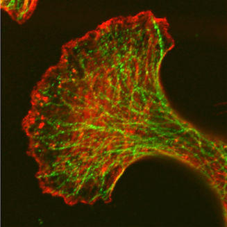 Image de National Cancer Institute