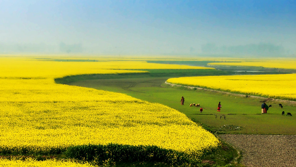 Image de manzur alam