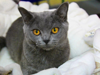Le Chartreux