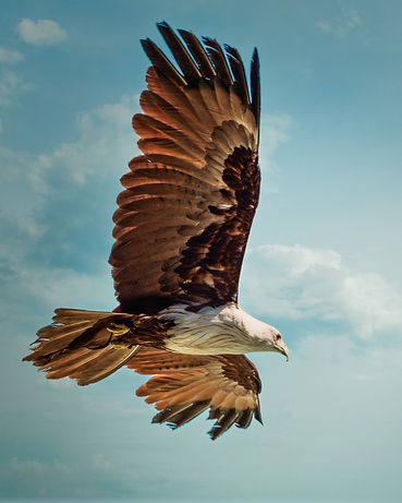 Image by C Perret