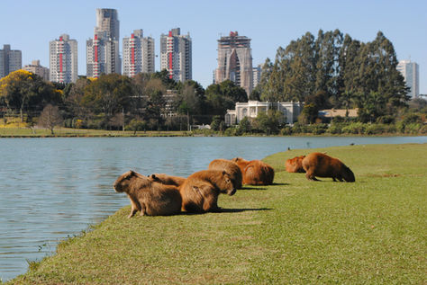 Curitiba for Digital Nomads in 2026: The Complete City Guide