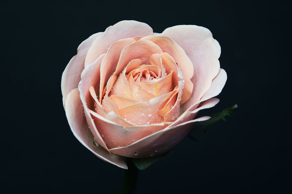 Close-up of a pale pink rose in soft natural light, with gently unfolding petals.
